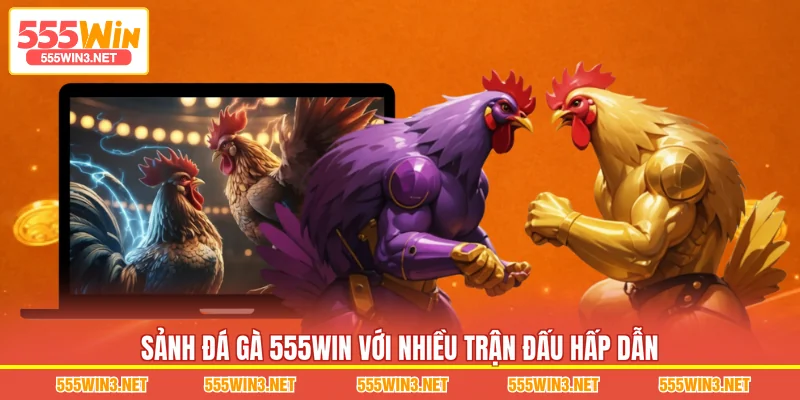Sảnh Đá Gà 555WIN với nhiều trận đấu hấp dẫn