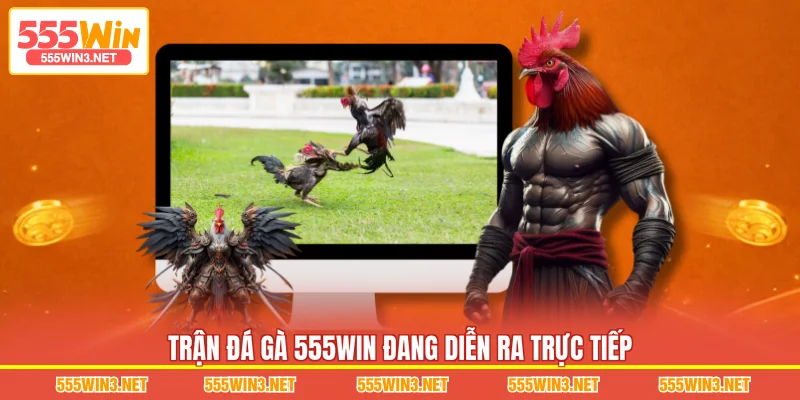Trận Đá Gà 555WIN đang diễn ra trực tiếp